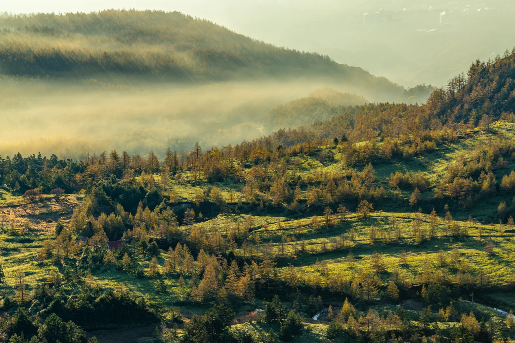 NATURE / MORNING LIGHT