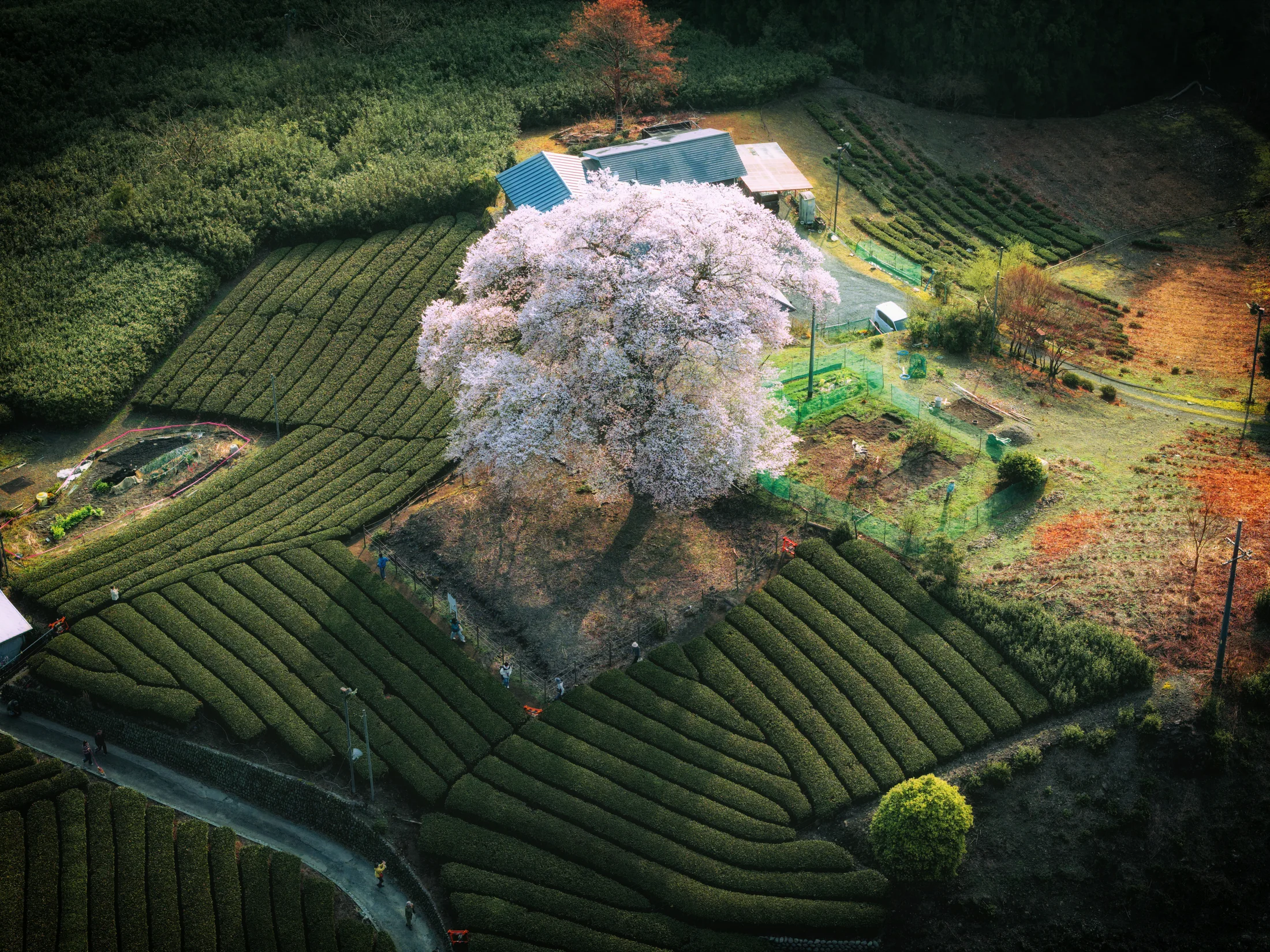 茶畑に佇む一本桜
